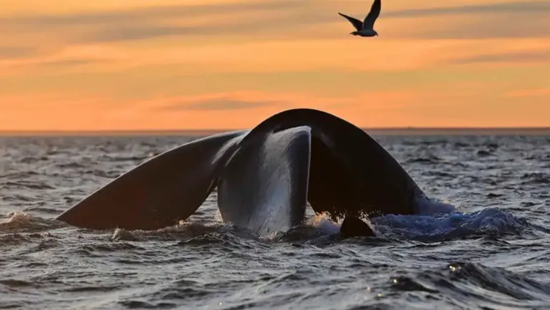 Ballena franca austral en Península Valdés