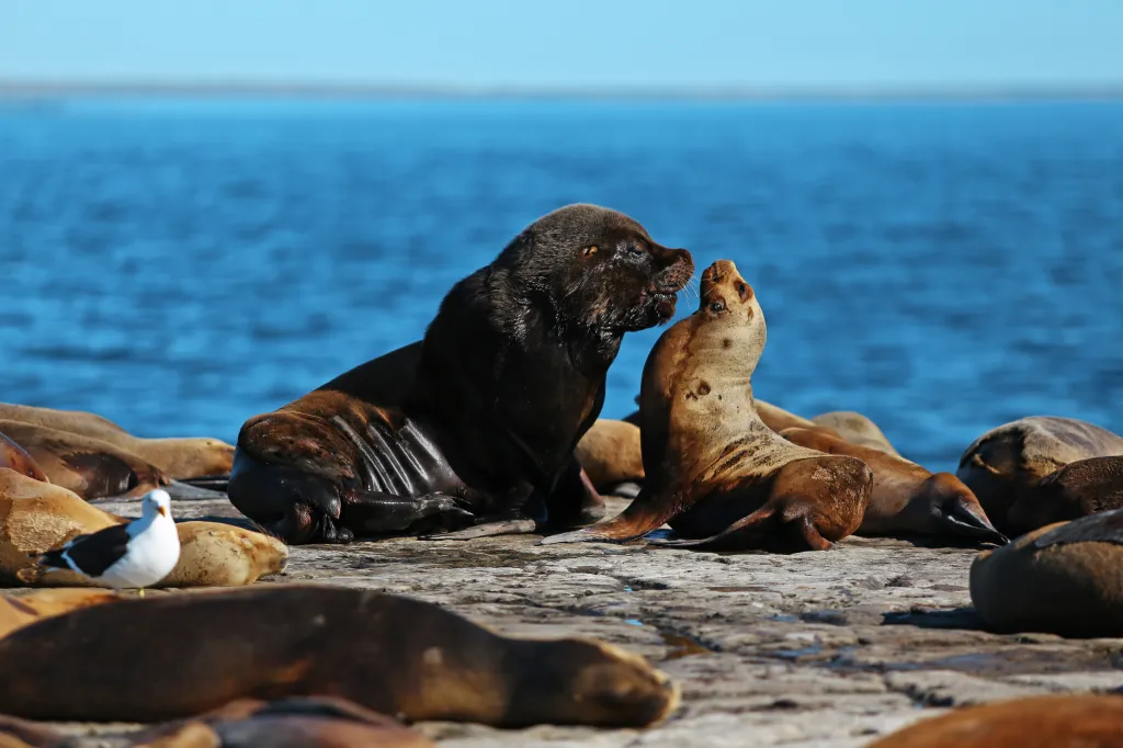 Lobitos marinos en la costa patagónica